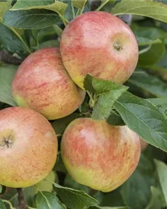 Sommerapfel 'James Grieve'