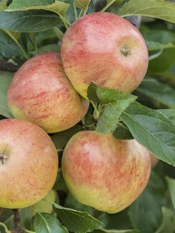 Sommerapfel 'James Grieve'