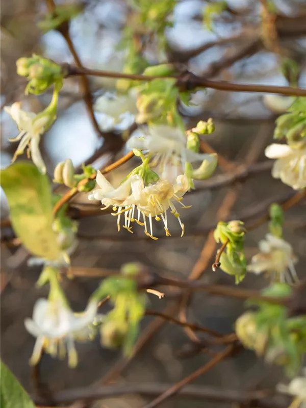 Winter-Heckenkirsche