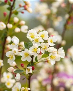 Zierapfel 'Adirondack'