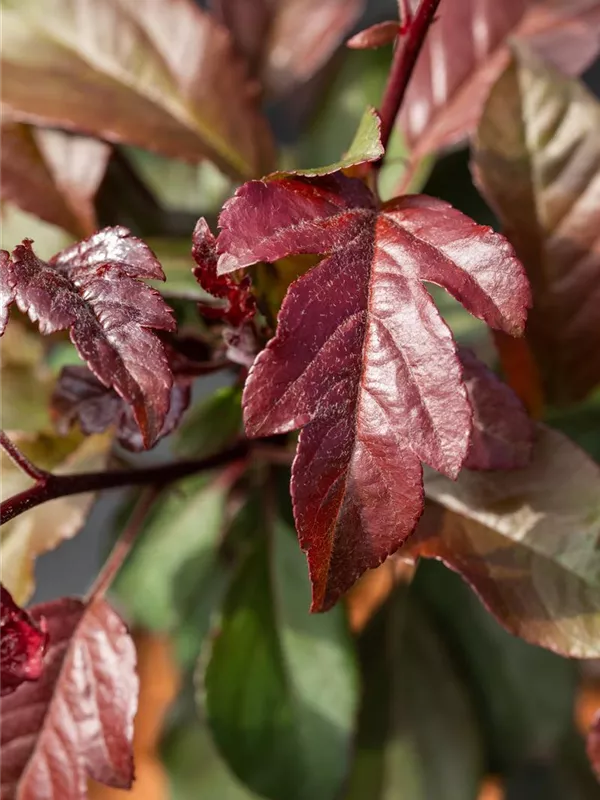 Zierapfel 'Scarlett'