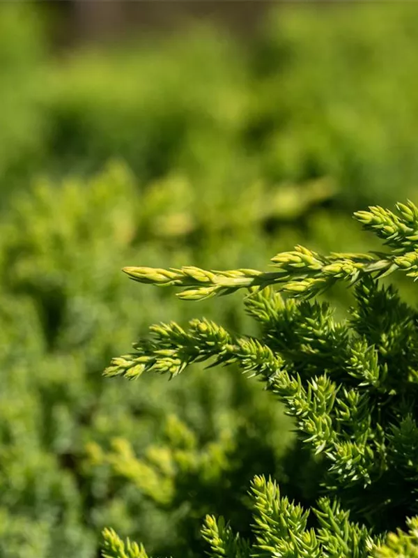 Zwergwacholder 'Nana'