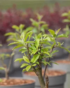 Zierapfel 'John Downie'