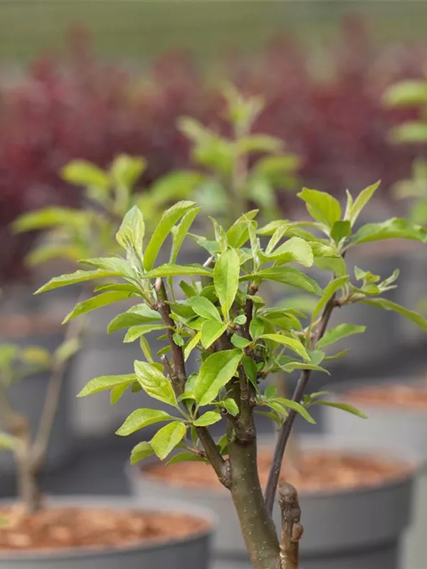 Zierapfel 'John Downie'