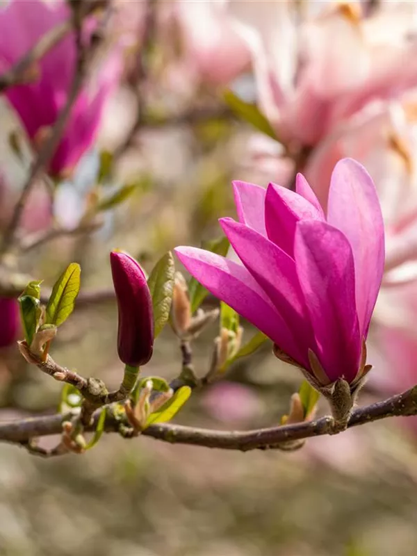 Purpurmagnolie 'Betty'