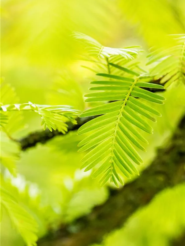 Chinesisches Rotholz