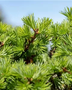 Europäische Lärche