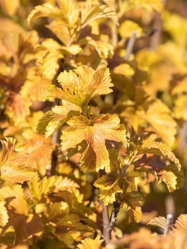 Blasenspiere 'Amber Jubilee'
