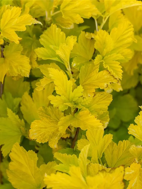 Blasenspiere 'Angel Gold'