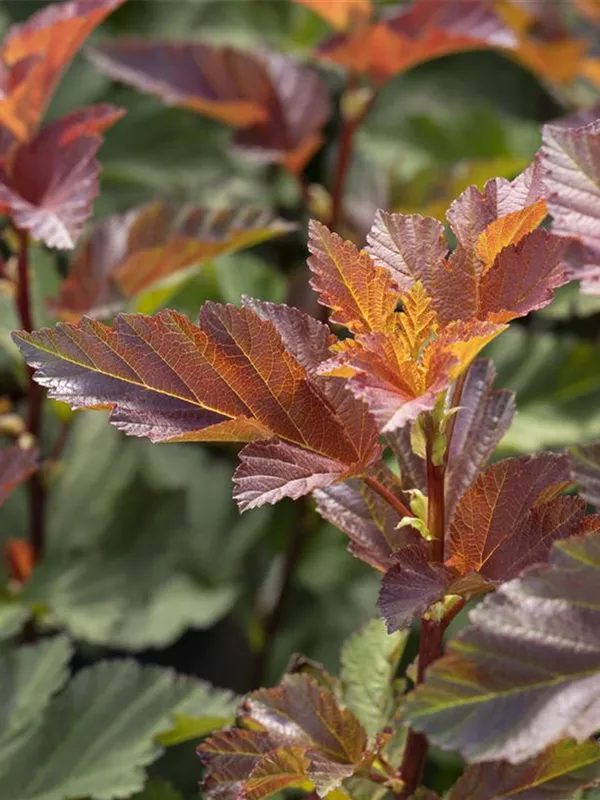 Blasenspiere 'Little Devil'