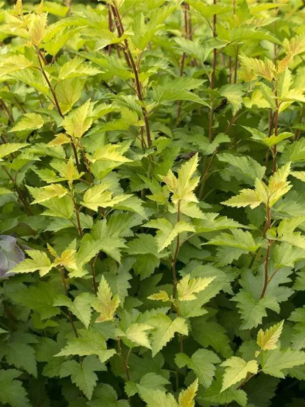 Blasenspiere 'Nugget'