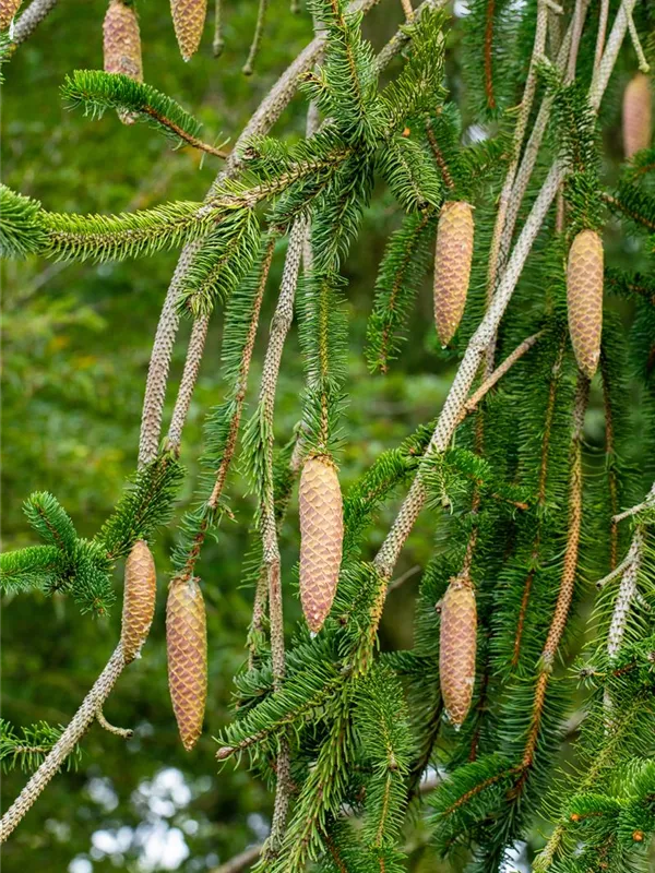 Hängefichte 'Inversa'