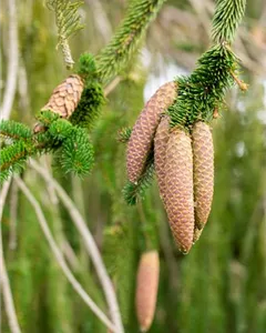 Hängefichte 'Inversa'