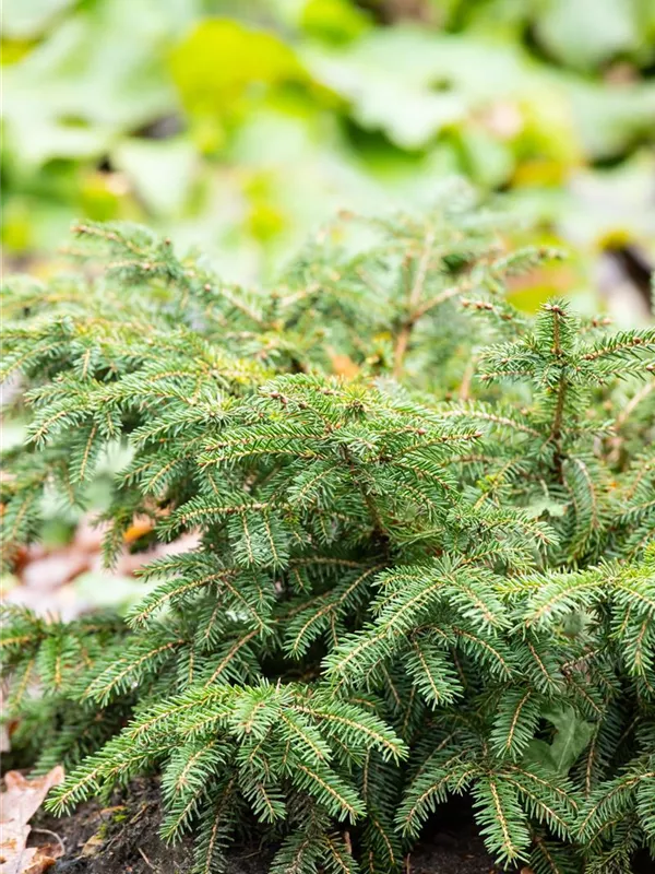 Nestfichte 'Nidiformis'