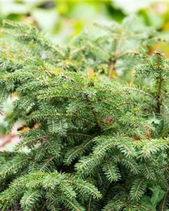 Nestfichte 'Nidiformis'