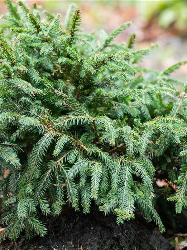 Blaue Pummelfichte 'Pumila Glauca'