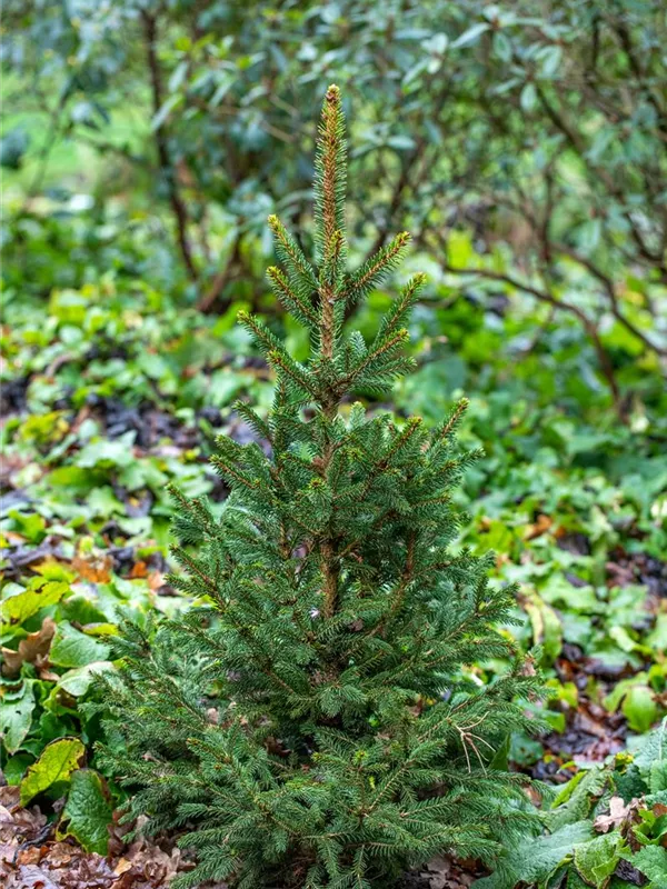 Gewöhnliche Fichte 'Will's Zwerg'