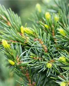 Serbische Fichte 'Wodan'