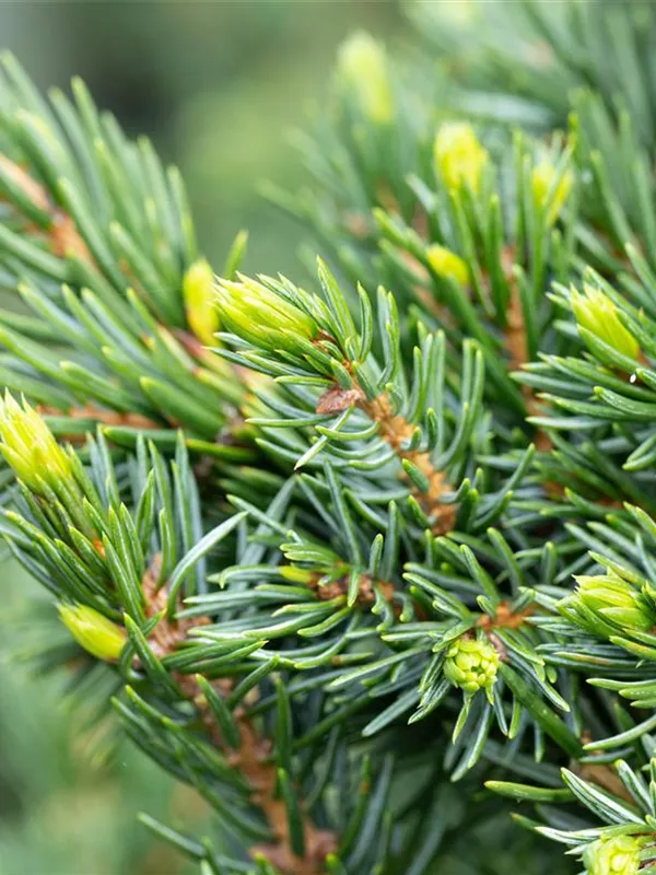 Serbische Fichte 'Wodan'