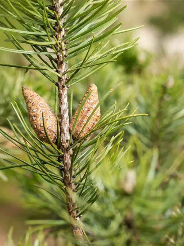 Strauchkiefer 'Arktis'