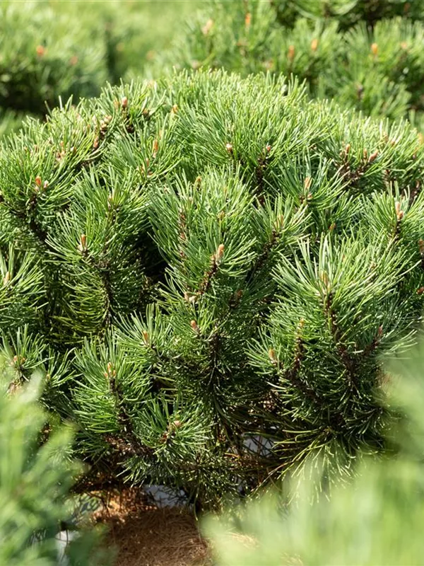 Berg-Kiefer 'Laurin'