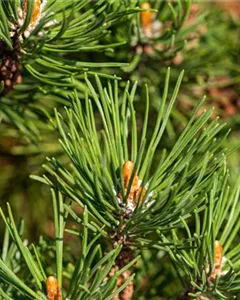 Berg-Kiefer 'Laurin'