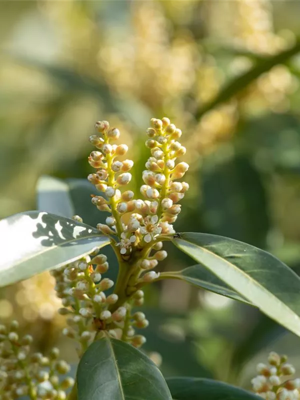 Lorbeerkirsche 'Otto Luyken'