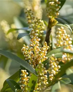 Lorbeerkirsche 'Otto Luyken'