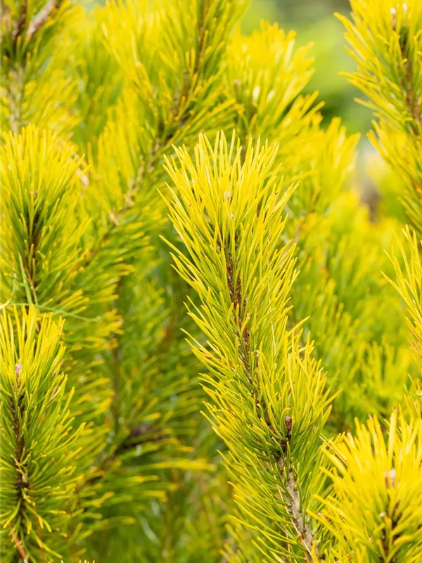 Berg-Kiefer 'Winter Gold'