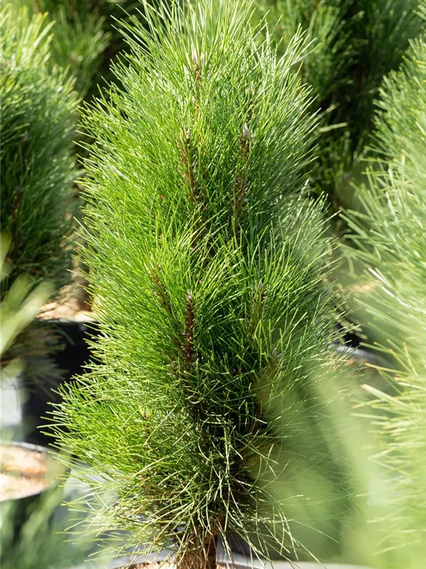 Schwarzkiefer 'Green Tower'