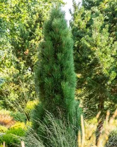 Schwarzkiefer 'Green Tower'