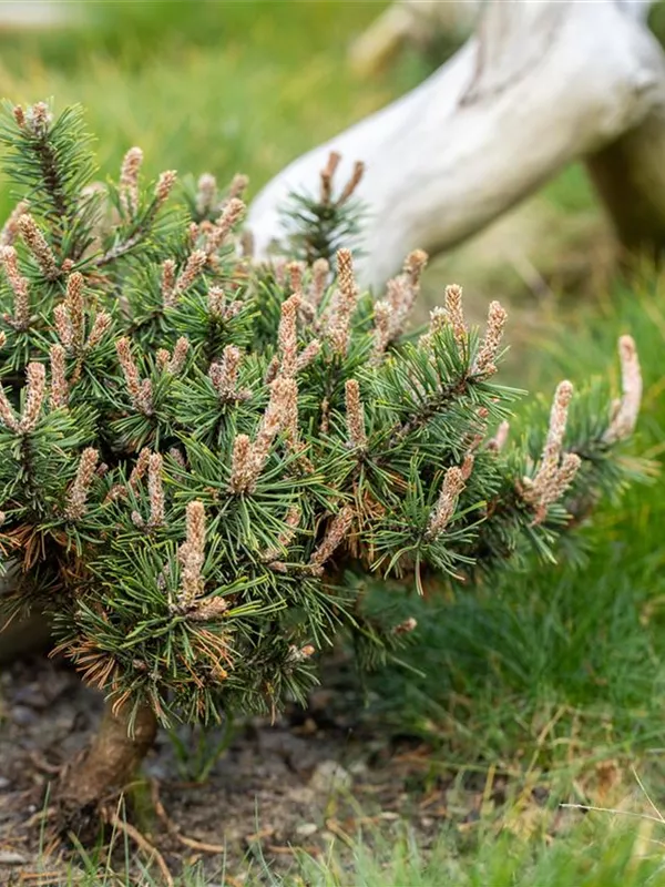 Kugelkiefer 'Pierrick Brégeon'