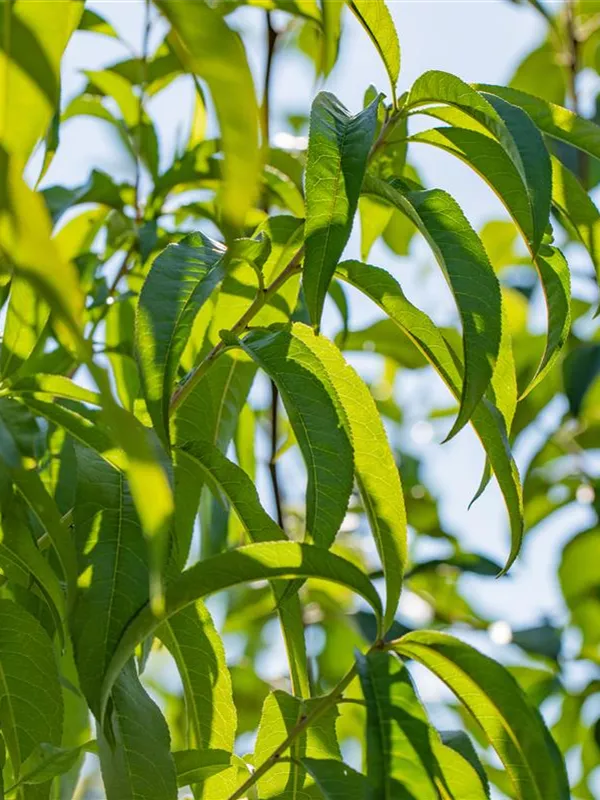 Pfirsich 'Früher roter Ingelheimer'