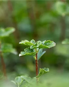 Alpen-Johannisbeere 'Schmidt'