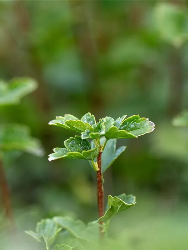Alpen-Johannisbeere 'Schmidt'