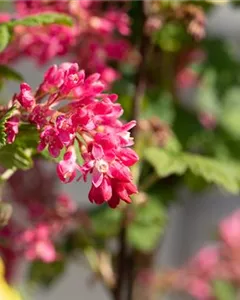 Blut-Johannisbeere 'Atrorubens'