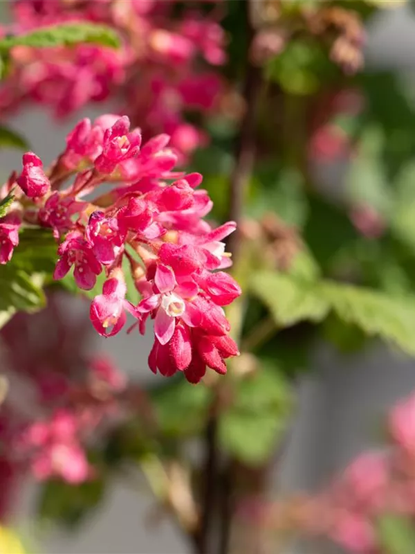 Blut-Johannisbeere 'Atrorubens'