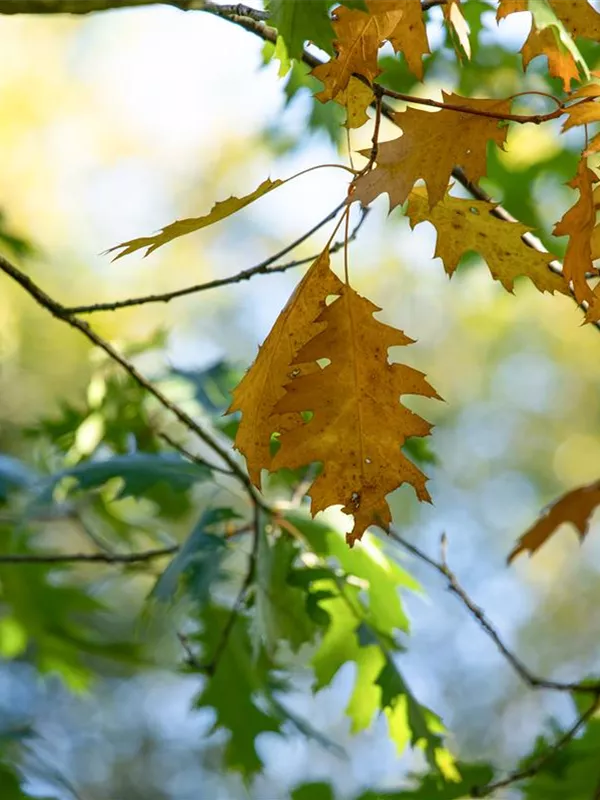 Amerikanische Roteiche