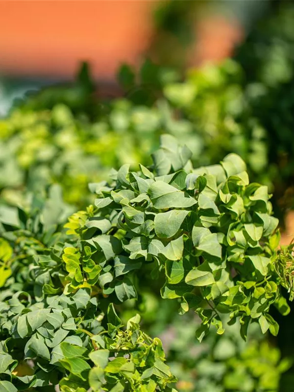 Scheinakazie 'Twisty Baby'®