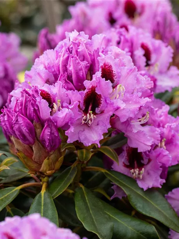 Rhododendron-Hybride 'Kabarett'®
