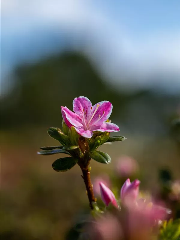 Japanische Azalee 'Kermesina Rose'