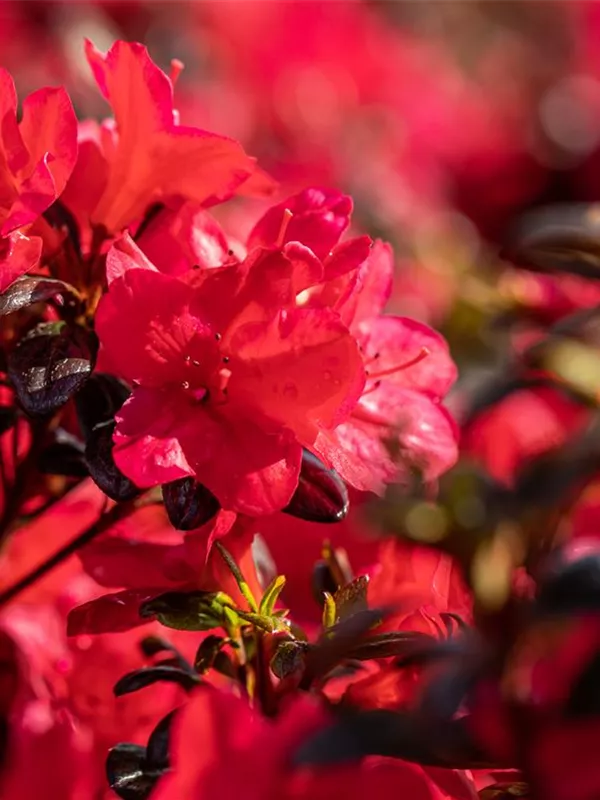 Japanische Azalee 'Maruschka'®