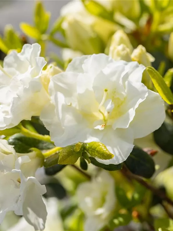 Japanische Azalee 'Schneeperle'®