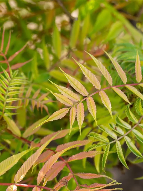 Niedrige Federspiere 'Sem'