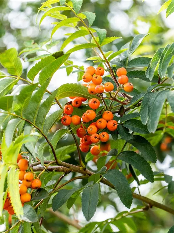 Pyramiden-Eberesche 'Fastigiata'