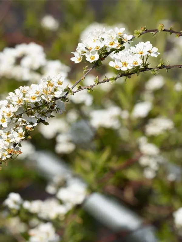 Weiße 'Rispenspiere 'Grefsheim'