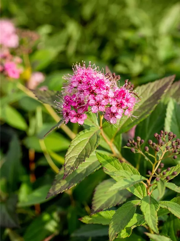 Sommerspiere 'Shirobana'