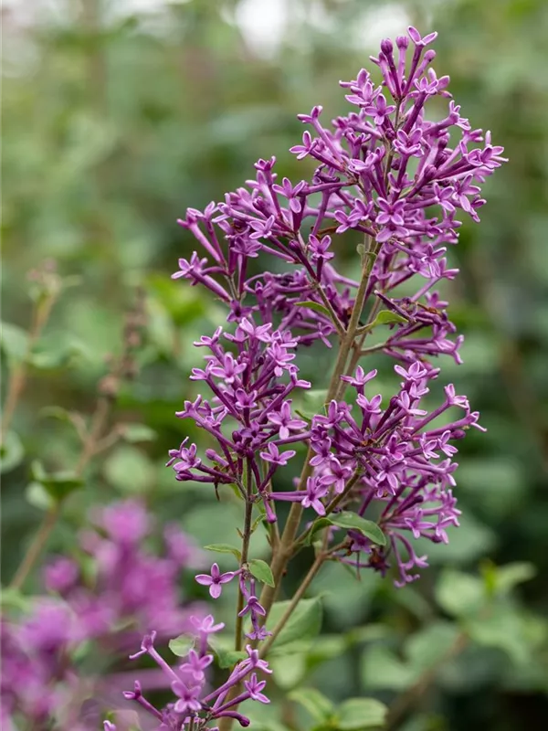 Herbstflieder 'Bloomerang Dark Purple'