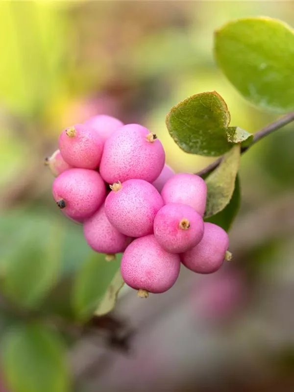 Schneebeere 'Mother of Pearl'