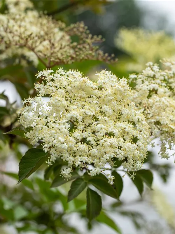 Schwarzer Holunder 'Haschberg'